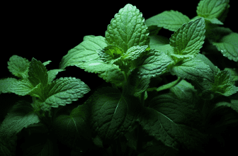 Pfefferminzöl: Der geheime Beauty-Trick für traumhaftes Haar!